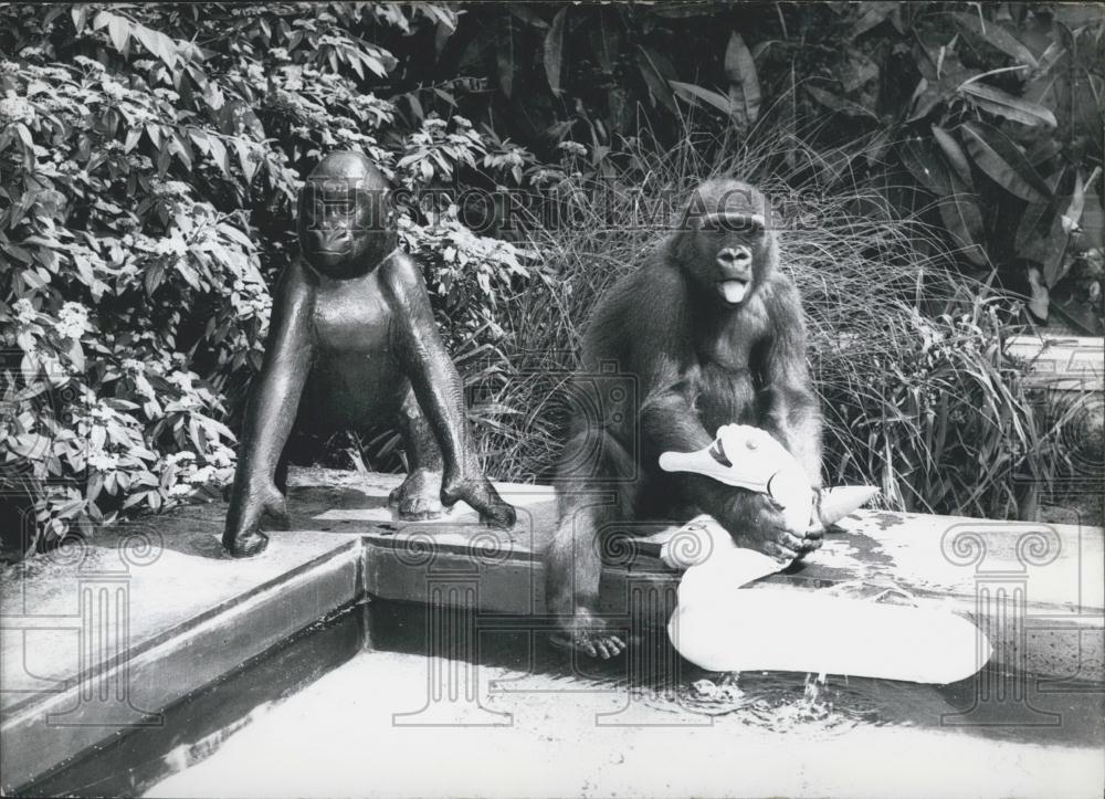 1965 Press Photo Gorillas at Frankfurt Zoo, - Historic Images