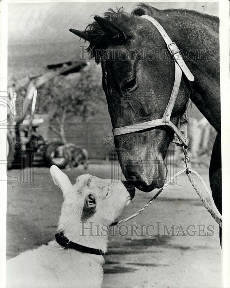 1978 Press Photo Racehorse Charmed Spirit dosen't need a nanny - Historic Images