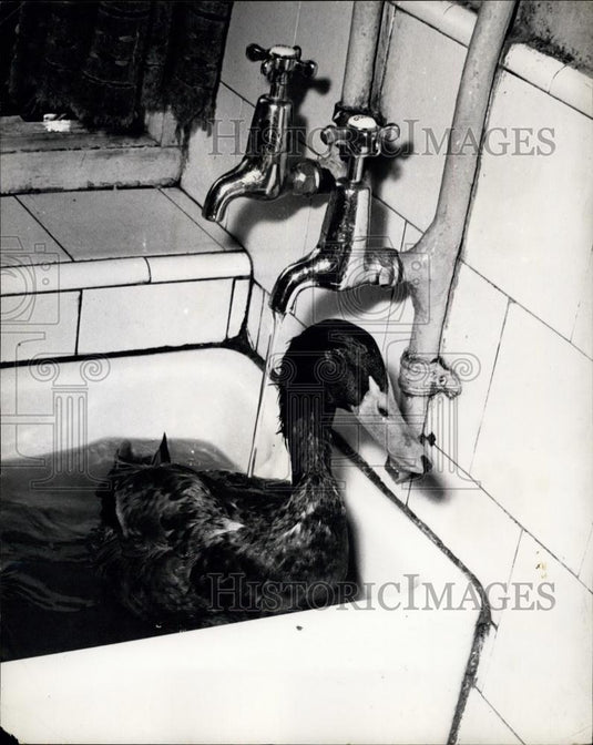 Press Photo Drake Swimming IN Sink After Breakfast-Mrs. E. Ford of Coulsdon-UK - Historic Images
