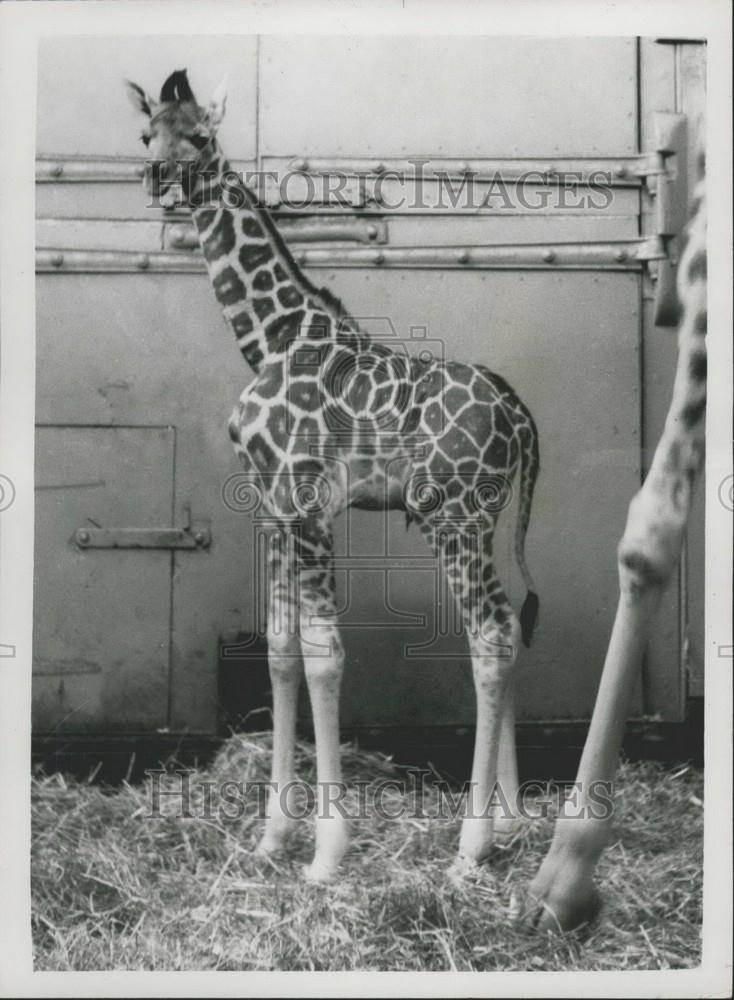 1958 Press Photo John the baby Giraffe at the London Zoo - Historic Images