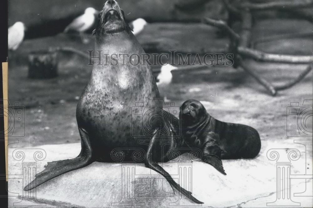 1965 Press Photo Sea-Lion-Baby Wastel and his mother Gretel - Historic Images