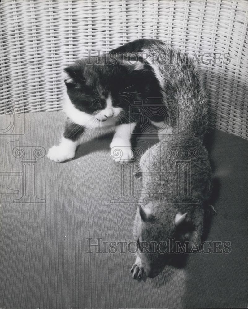 Press Photo Sammy The Squirrel Retreats From His Kitten Foster Brother - Historic Images