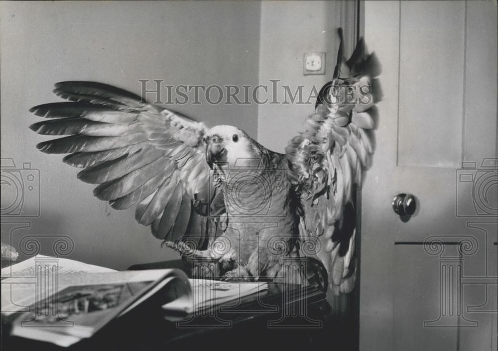 Press Photo Parrot Captain Hook, Blue Fronted Amazon - Historic Images