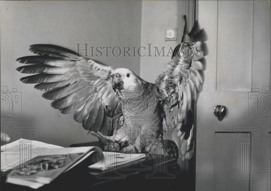 Press Photo Parrot Captain Hook, Blue Fronted Amazon - Historic Images