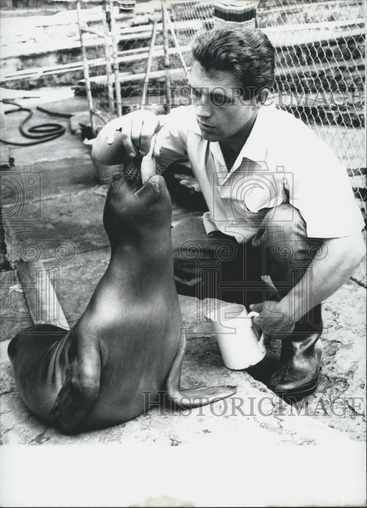 Press Photo Sea-Elephant-Baby - Historic Images