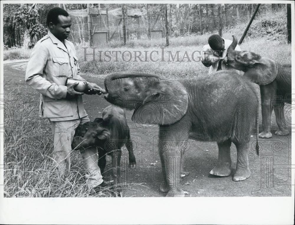 1960 Press Photo Mon Amina Hussein & Bukenezi who Nuzzles Foster Dad Henry Samso - Historic Images