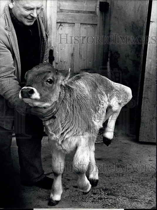 1975 Press Photo Calf with Six Legs, Switzerland - Historic Images