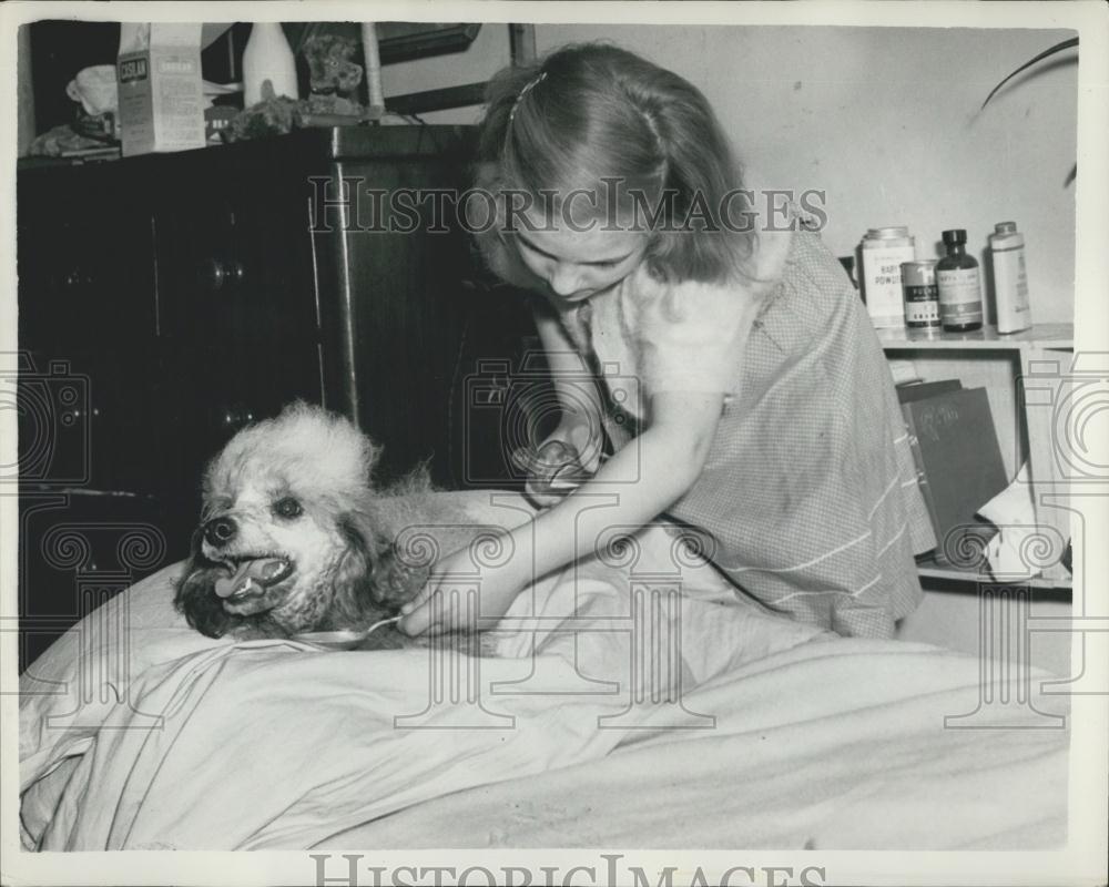 1953 Press Photo Sancho, the poodle had run away from the Prince of Wales Theatr - Historic Images