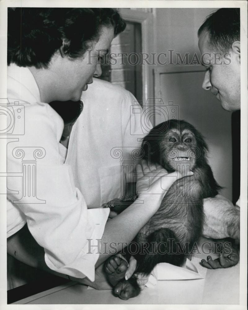 Press Photo A Baby Chimpanzee - Historic Images