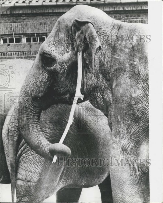 Press Photo Jumbo The Elephant Scratches Itch - Historic Images