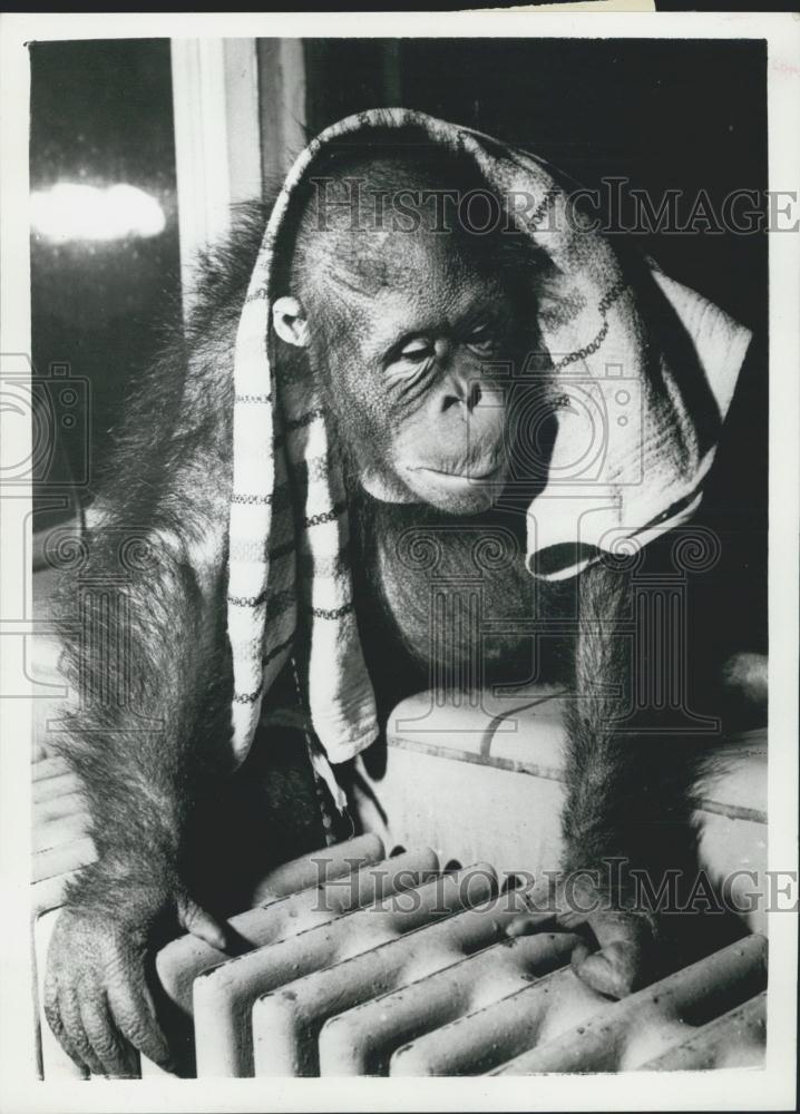 Press Photo Clean-up for the monkeys - in Copenhagen Zoo - Historic Images