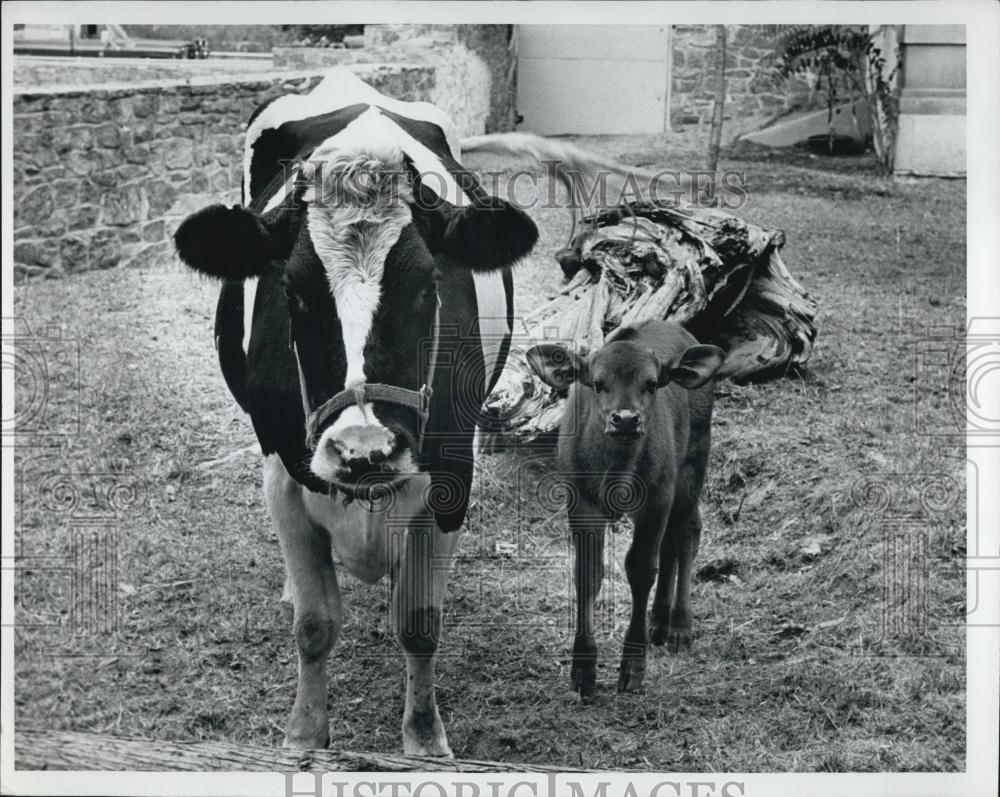 Press Photo A Cow and a Fawn - Historic Images