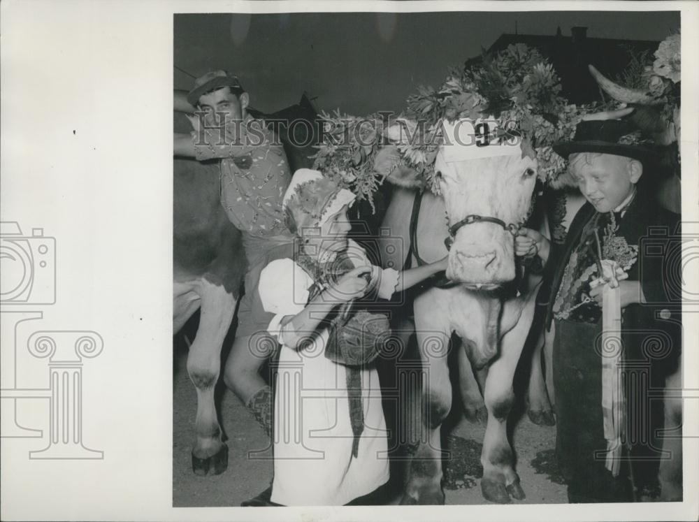 Press Photo Oxen-Race was Held by the Small City Dachau Which is Near Munich - Historic Images