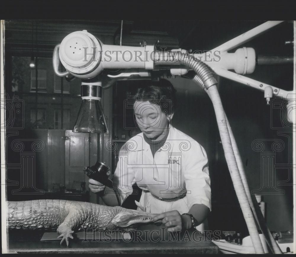 Press Photo Peggy the Alligator, Helen Smith - Historic Images