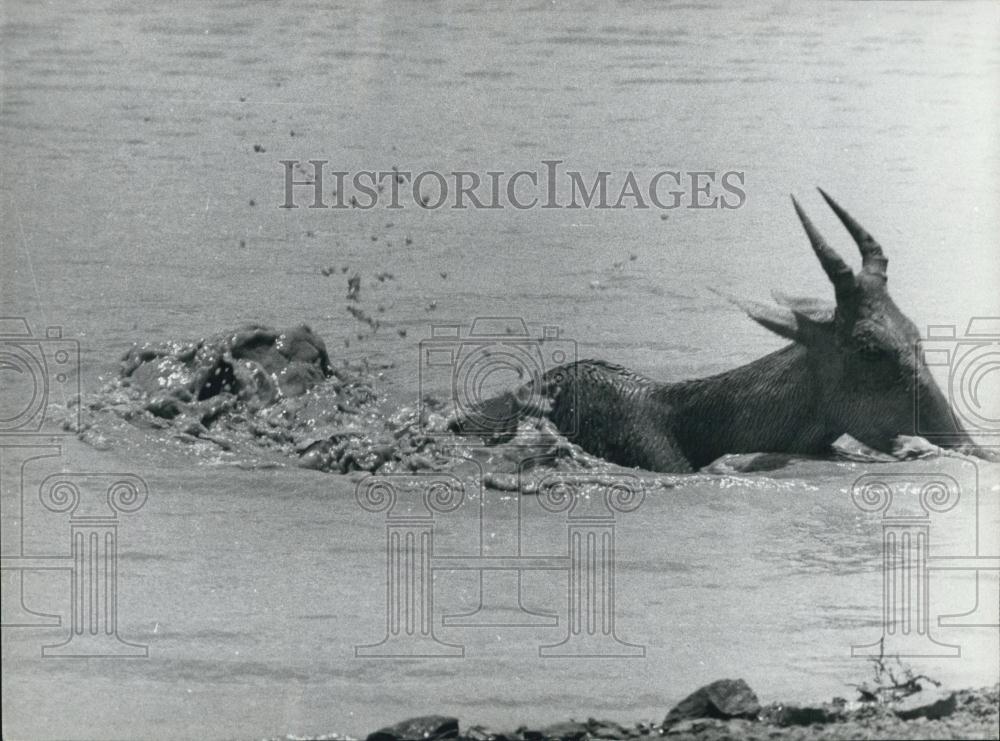 Press Photo A Antelope - Historic Images