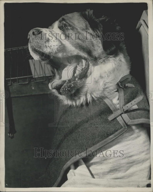 Press Photo A tired St. Bernard at the Kensington Dog Show - Historic Images