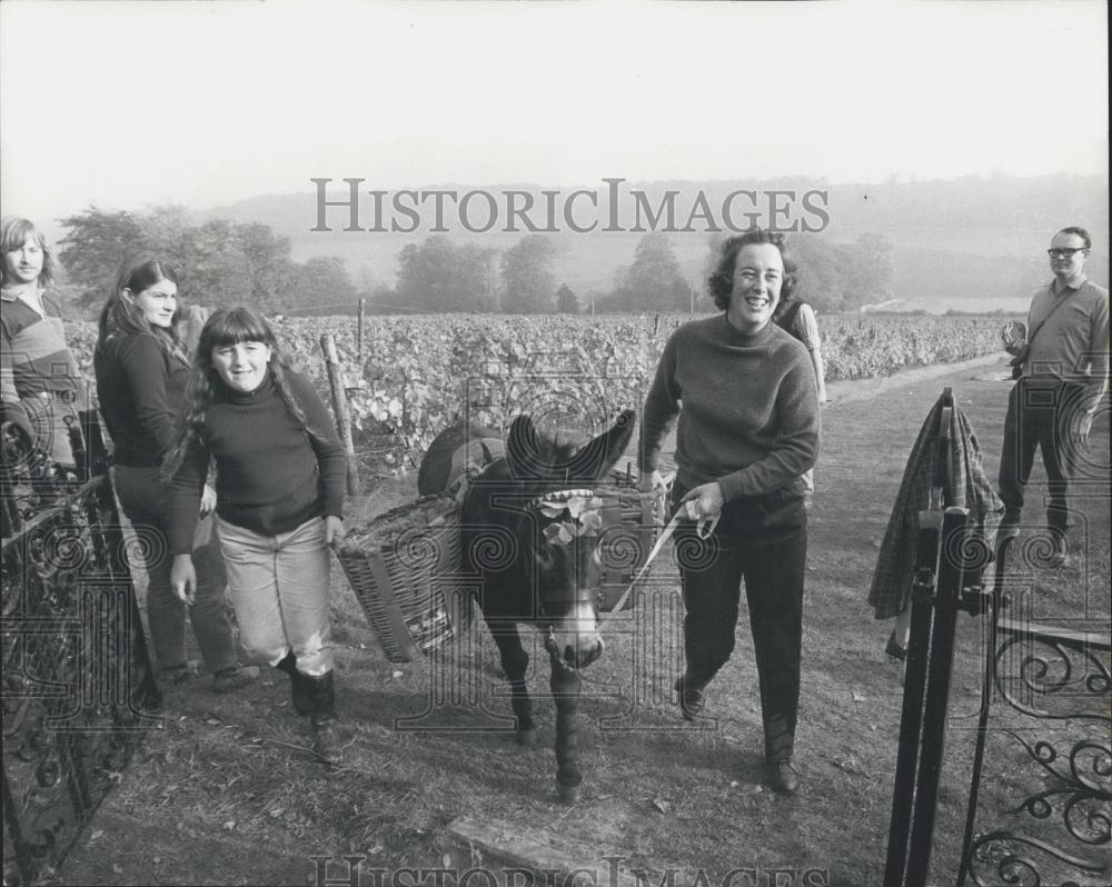 1971 Press Photo Donkey Helps Bring In Grape Harvest-Mill Down near Hambledon - Historic Images