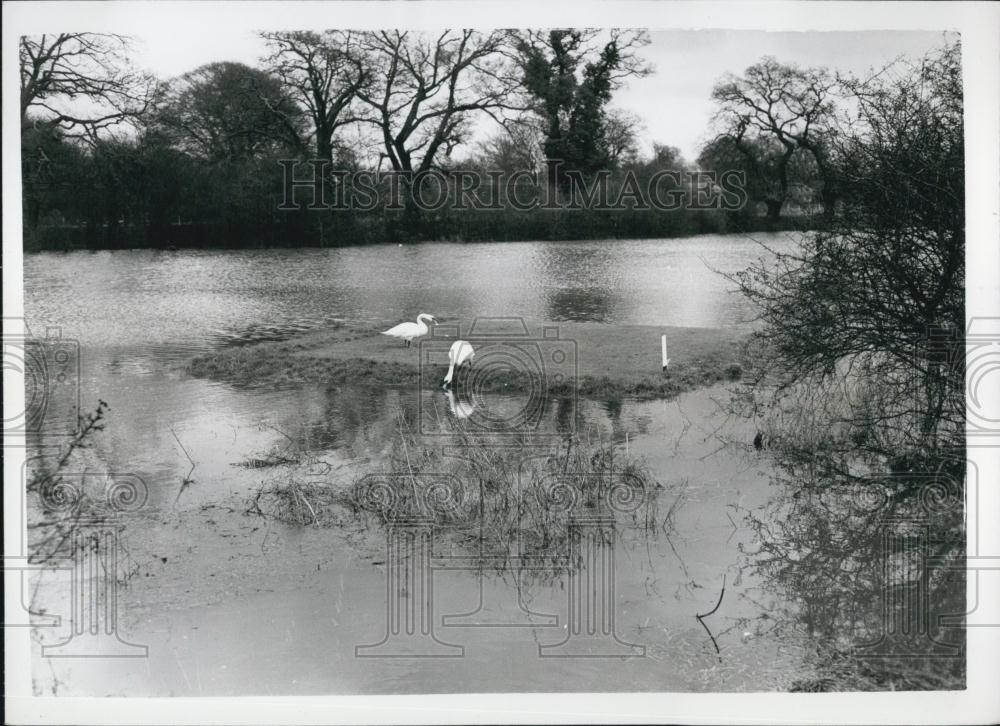 1959 Press Photo Floods Windsor Golf Course Swans on Tee Box - Historic Images