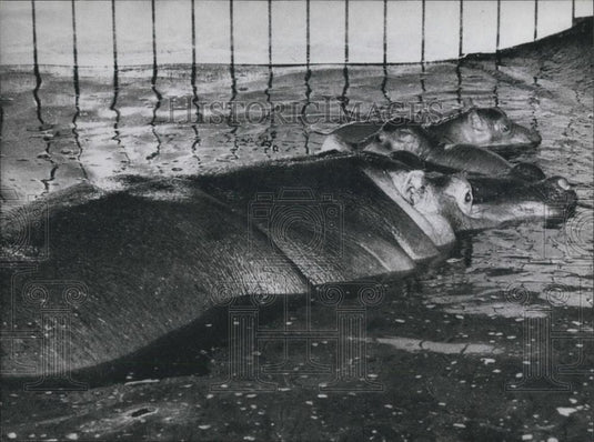 1979 Press Photo Twin Hippos Born At Cologne Zoo In W Germany - Historic Images