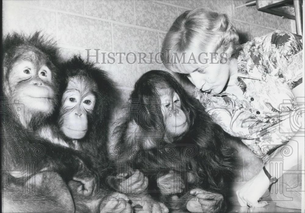 1971 Press Photo Newborn Orangoutangs Born In West Germany Nuremberg Zoo - Historic Images