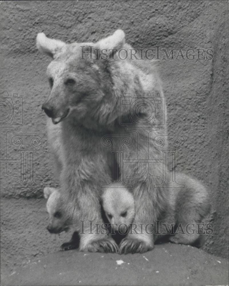 1974 Press Photo London Zoo ,Brown bear cubs and their mom - Historic Images