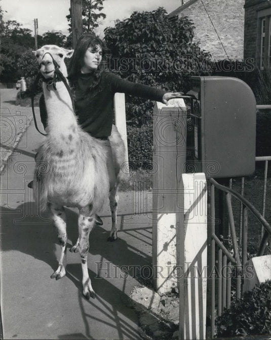 Press Photo Julie Cook Riding Her Pet Llama, Kirby Misperton, England - Historic Images
