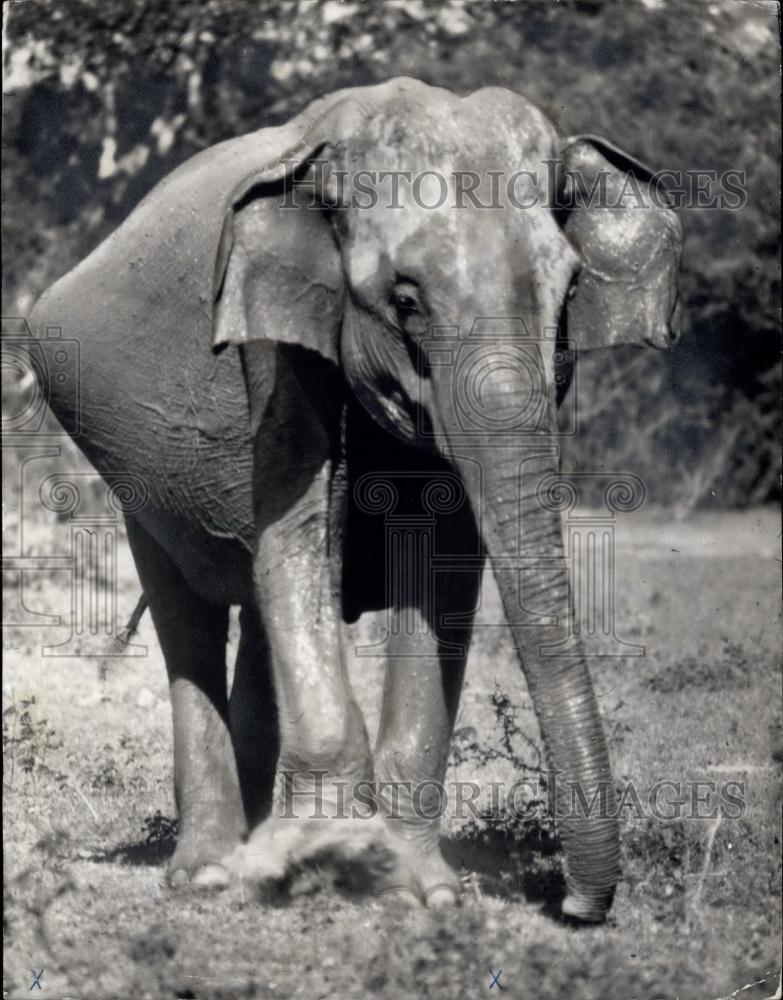 1970 Press Photo Yala National Park elephant - Historic Images