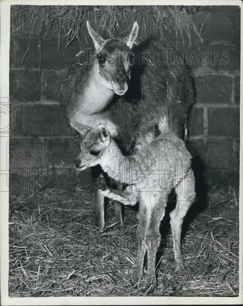 Press Photo Llama Mother And Her Baby in Hay Stall - Historic Images