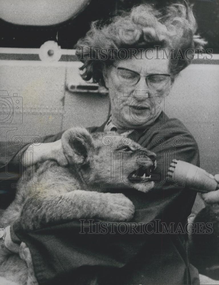 1966 Press Photo Dr. Agatha Gyzen Sheba Baby Lion Cub Brussels Airport - Historic Images