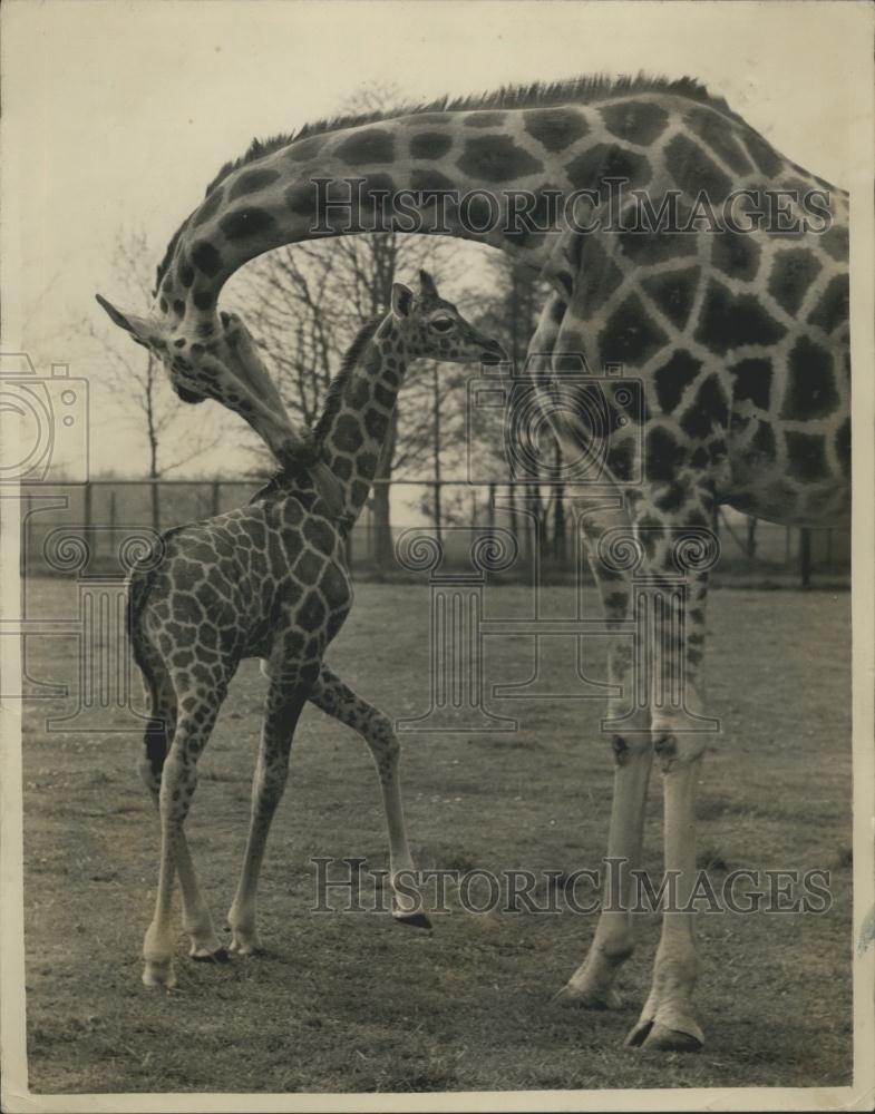1957 Press Photo Mothe and baby Giraffe at Whipsnade Zoo - Historic Images
