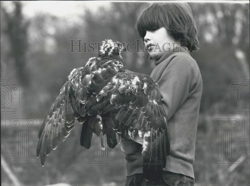 Press Photo Simon Oswald Holds Medusa Honey Buzzard After Feather Transplant - Historic Images