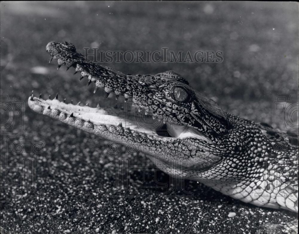 Press Photo Salt Water Crocodile - Historic Images