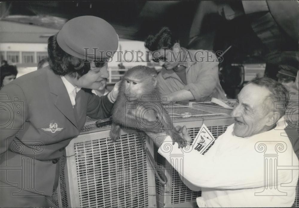 1959 Press Photo Monkey from Bamaka, Africa, Polio Vaccine Study - Historic Images