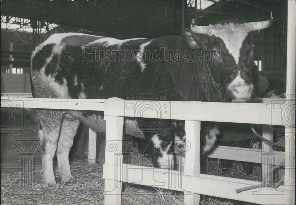 1953 Press Photo Bull At Annual Agricultural Show In Paris - Historic Images