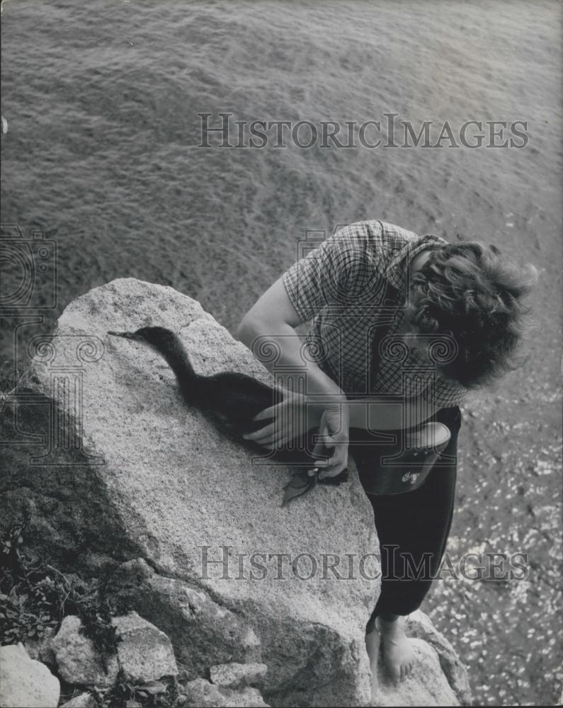 Press Photo Barbara Whitaker Fixes Ring Leg Young Shag Lundy Island - Historic Images