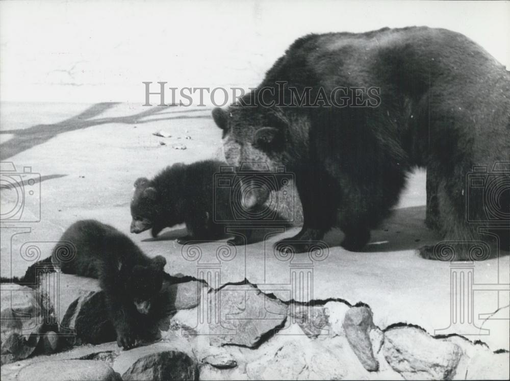 1959 Press Photo The mother with two three months old bear cubs - Historic Images