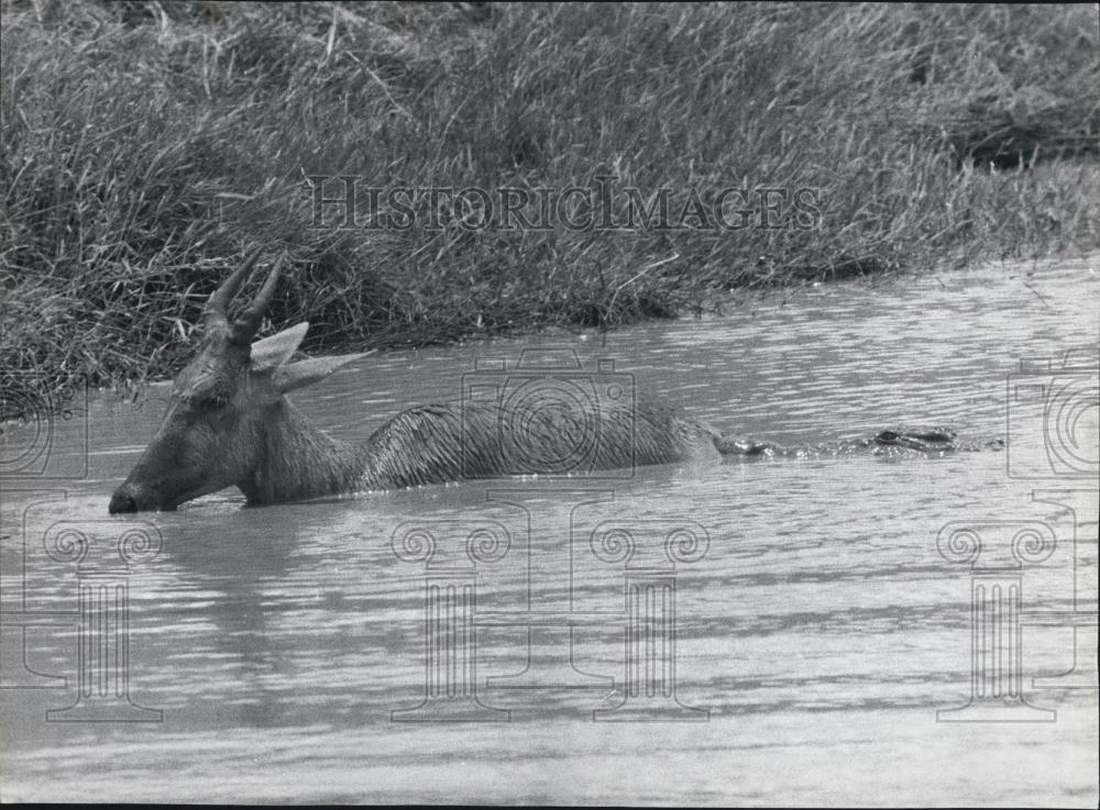 Press Photo A Antelope - Historic Images