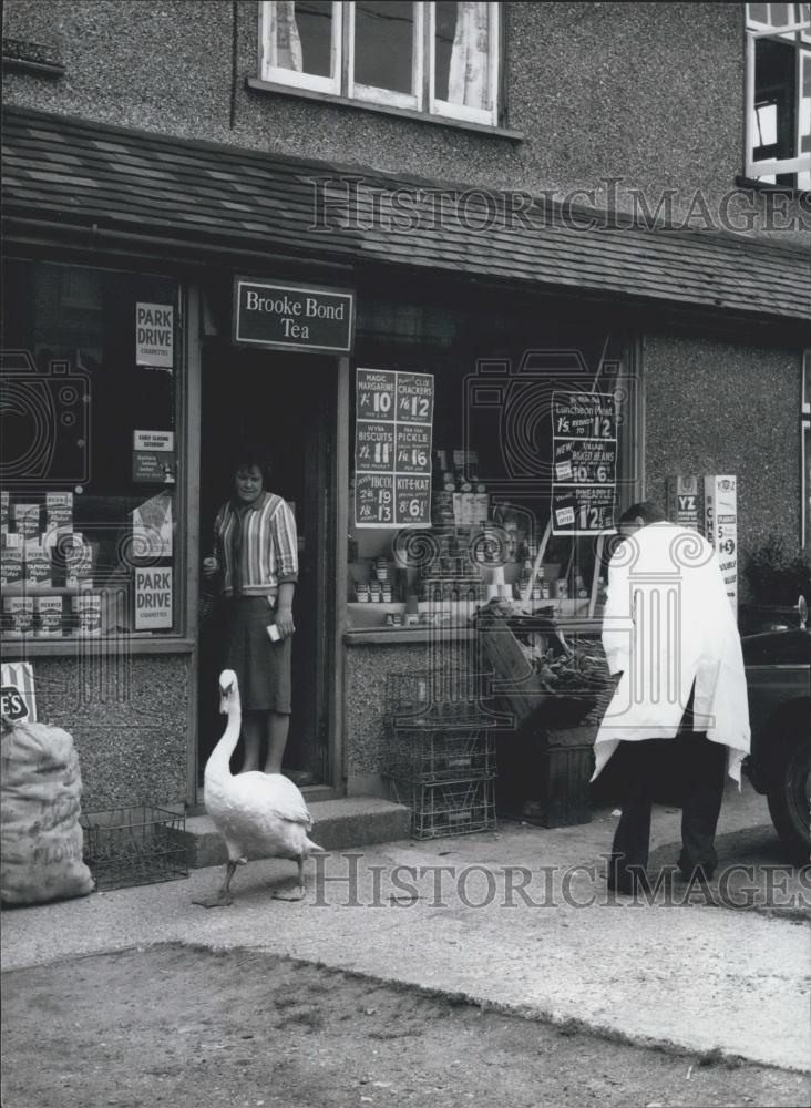 Press Photo Mr Lewis&#39;s Swan Ziggy outside Store, He Rescued Swan from Roadside - Historic Images