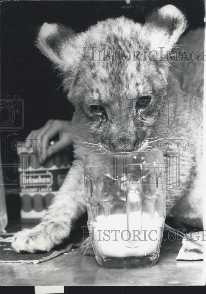 Press Photo Jason and his favourite half pint in a pint pot - Historic Images