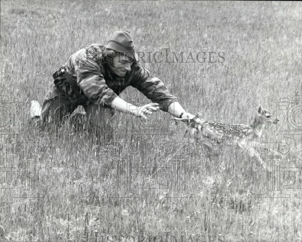 Press Photo Deer petworth House Sussex Fallow deer - Historic Images