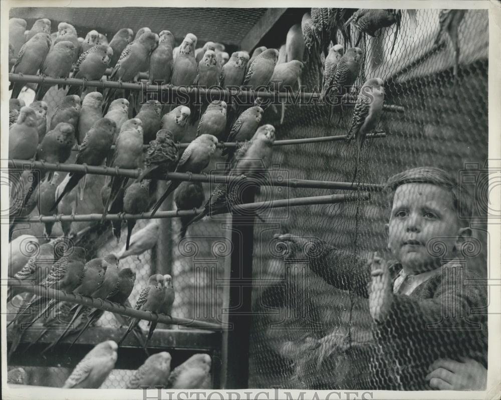 1954 Press Photo Budgerigars &amp; Sam Thompson Jnr. - Historic Images