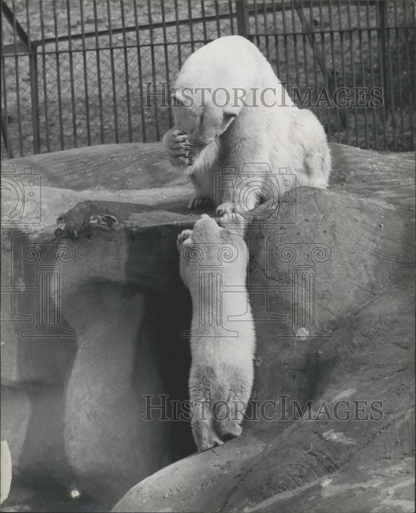 1963 Press Photo Tiros the baby Polar Bear came out to play at the Whipsnade Zoo - Historic Images