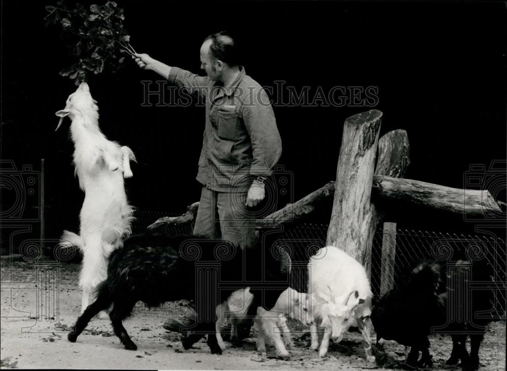 1981 Press Photo Cashmere goats from China in Berne - Historic Images