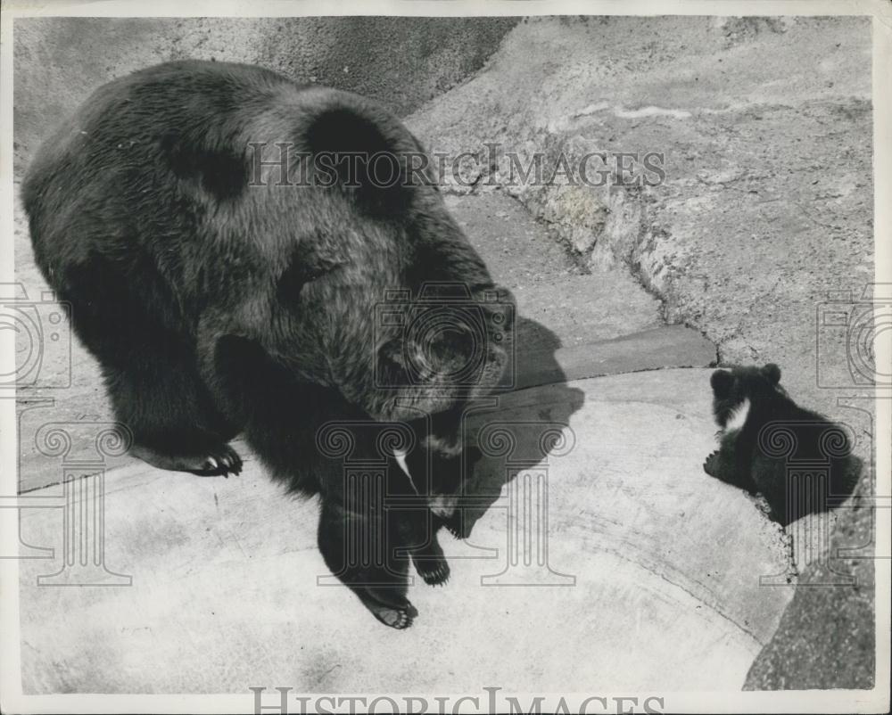 1957 Press Photo Chatka Mother Bear With Twin Cubs Wibbly Woobly Whipsnade Zoo - Historic Images
