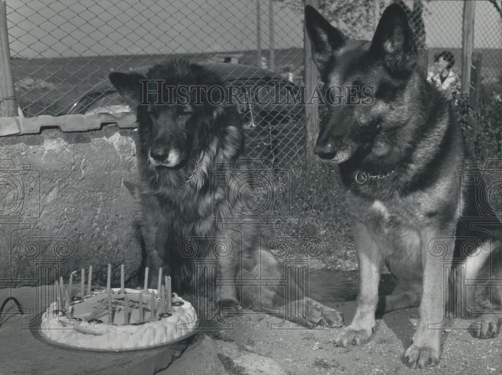 1965 Press Photo Dox Cop Dogs&#39; 19th Bday Dumb Blind And Paralyzed - Historic Images