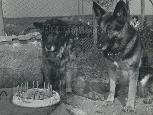 1965 Press Photo Dox Cop Dogs' 19th Bday Dumb Blind And Paralyzed - Historic Images
