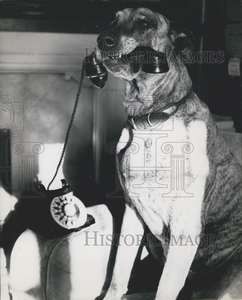 Press Photo Great Dane holding own leash - Historic Images