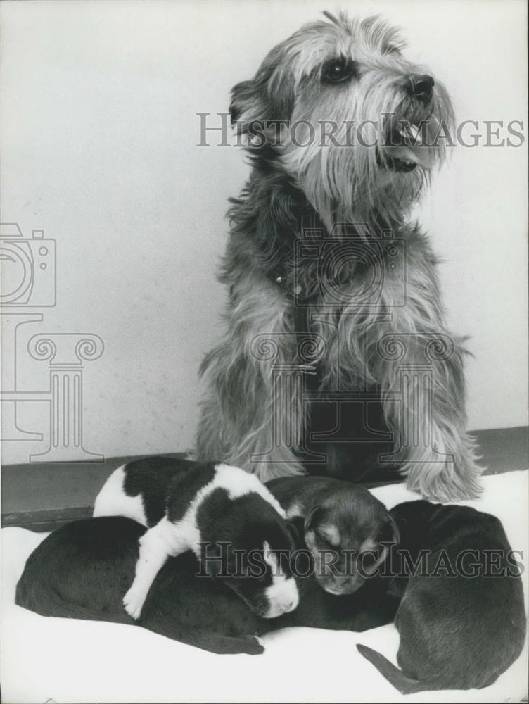 1974 Press Photo The Hero Terrier saves the German Shepherd Pups - Historic Images