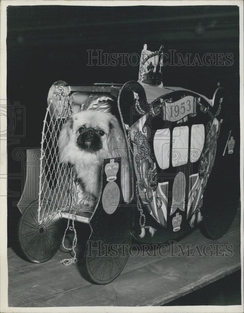 1953 Press Photo Pekinese Championship Dog Show Sing Sing Koe-Pi - Historic Images