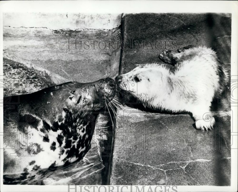 1964 Press Photo Copenhagen Zoo Baby Seal Kissing Mother - Historic Images